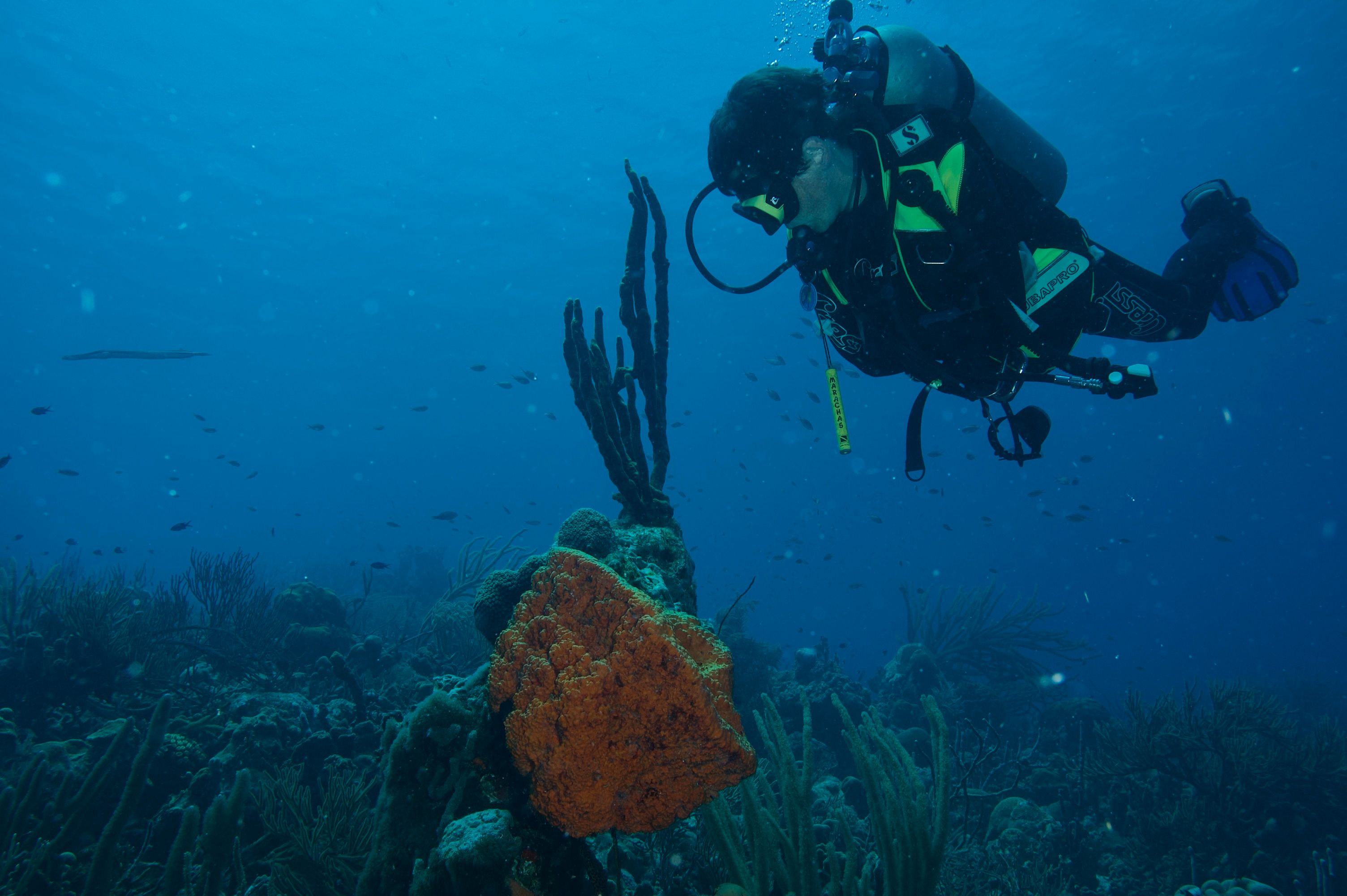 Snorkling i världsklass – här hittar du världens bästa platser och fiskarna du kan få se
